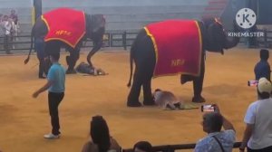 ТАЙЛАНД . ПАТТАЙЯ. ПАРК НОНГ НУЧ. ЭТО НАДО ОБЯЗАТЕЛЬНО ПОСМОТРЕТЬ! ШОУ СЛОНОВ (продолжение)