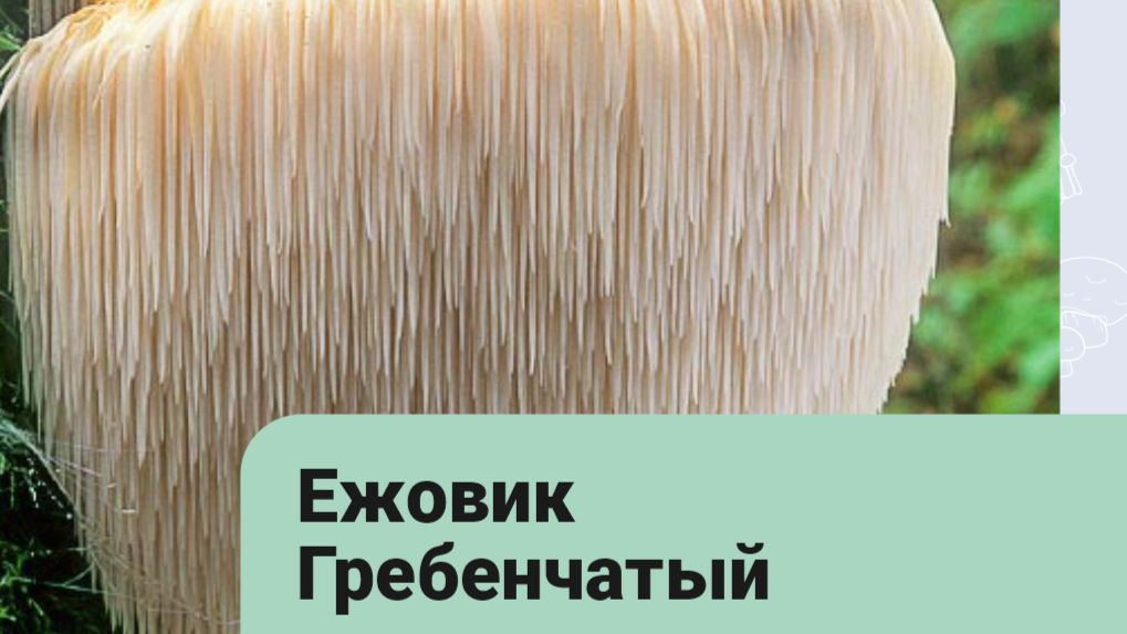 Ежевик гребенчатый в 8K