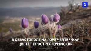 В Севастополе на горе Челтер-Кая цветёт прострел крымский