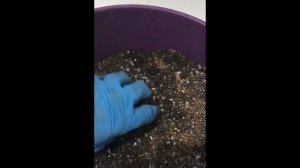 Садим Огурцы (часть 1)