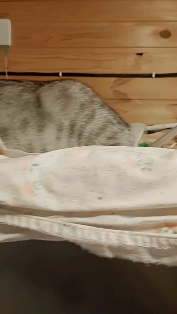 Кабасу и косточки 🦴 😜🤪😻🐱