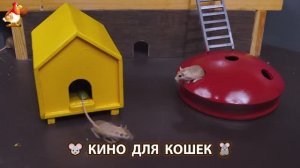 Видео для кошек про крысок развлекать питомцев 🐭🐀😂 (486)