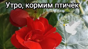 18-03-2026. Утро, кормим птичек.