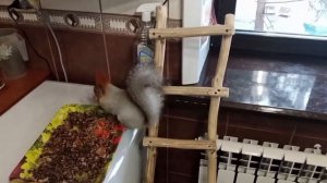 и этот день с дикими белками и дедушкой