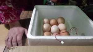 Закладка куриных яиц винкубатор.