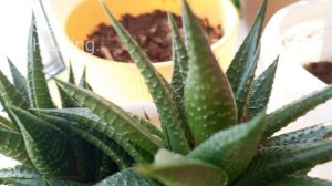 мои цветочки 🐢