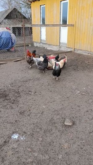 Война войной, а ужин у курочек 🐔🐓 по расписанию ☝️