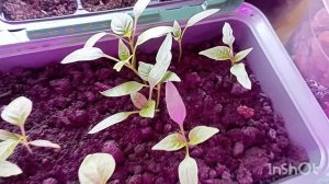 ПРО РАССАДУ. ПЕРЦЫ. БАКЛАЖАНЫ. ПЕТУНИИ. ЭУСТОМА.