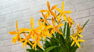 Орхидеи в январе: цветение, бутоны. Немного о мхах.