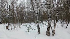 Слайд-шоу. Бугринская роща.