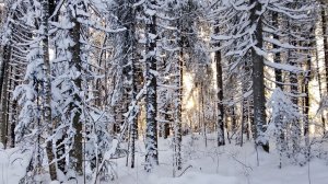 зимний поход выходного дня