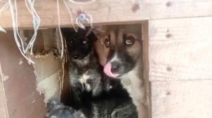 Шерхан и другие