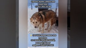 Трусишка Зайка попал в Отлов! С грустью вдыхая людей безразличие Ангел страдает в Собачьем обличии.