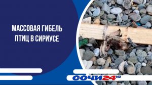 Массовая гибель птиц в Сириусе