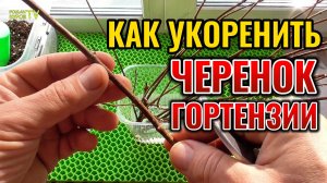 Руководство по укоренению черенков метельчатой гортензии сорта САМАРСКАЯ ЛИДИЯ 🌸🌺