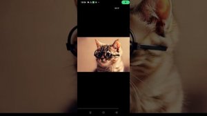 если бы котики ходили в школу ( Вася говорящий кот)