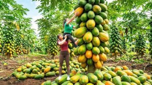 Таймлапс, собираем много дыни папайи и ананаса, для продажи на рынке.