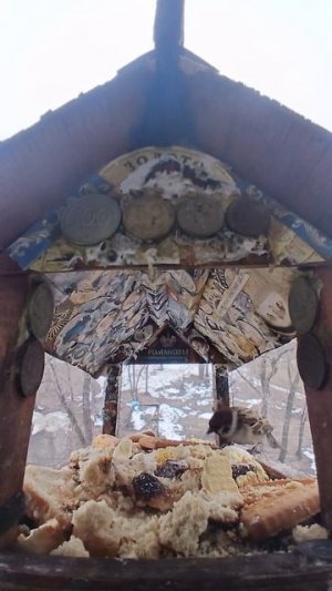 1000012383.mp4Жизнь кормушки.19.03.2026г.