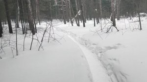 Тает в лесу: человек во власти смартфона и ИИ, куда мы идём? 🤔 Птицы поют 🐦, весна приходит! 🦛
