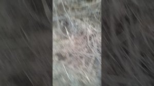 война с сиреной 🔥