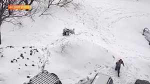 БЕЗДОМНАЯ СОБАКА НАПАЛА НА ДЕВОЧКУ НА ТУШКАНОВА В ПЕТРОПАВЛОВСКЕ • НОВОСТИ КАМЧАТКИ