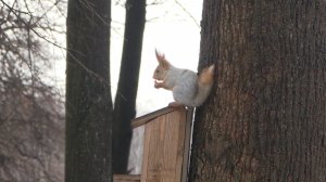 В ЦПКиО спиливают аварийные и сухие деревья