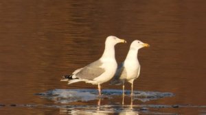 голоса птиц, Чайка Серебристая, Великий Новгород, 19 марта 2026