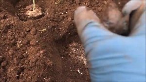 САДИМ ОГУРЦЫ В ТЕПЛИЦУ