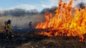 Сухой камыш стал причиной пожара на площади 7 га в Ставрополе: видео.
