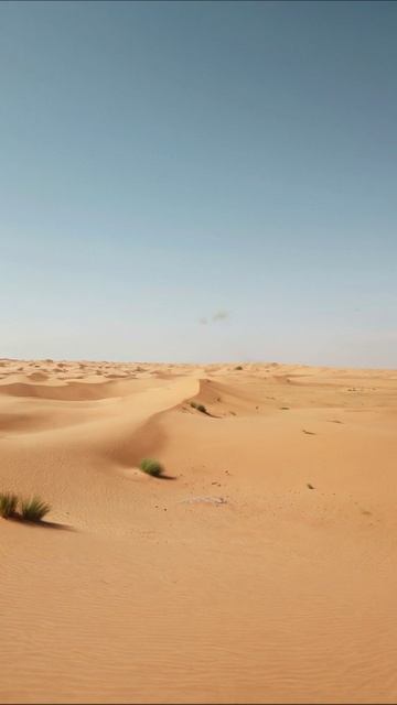 Красота пустыни: жизнь в песках #пустыня #природа #ландшафт