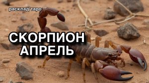 СКОРПИОН таро прогноз на АПРЕЛЬ [расклад таро] [гадание онлайн]