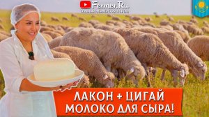 🐏Как создать молочное овцеводство в Казахстане? Цигайская + лакон. Переработка овечьего молока