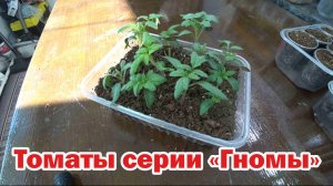 Говорим о томатах серии "Гномы"
