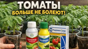 КАК ВЫРАСТИТЬ ТОМАТЫ БЕЗ БОЛЕЗНЕЙ И ВРЕДИТЕЛЕЙ!