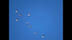 Кадры дня 17 марта 2026 / Ижора. Межстоличье.