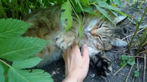 Супер толстый кот Степа и его соседи Анфис и полинезийка