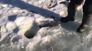 поимка форели на пасту