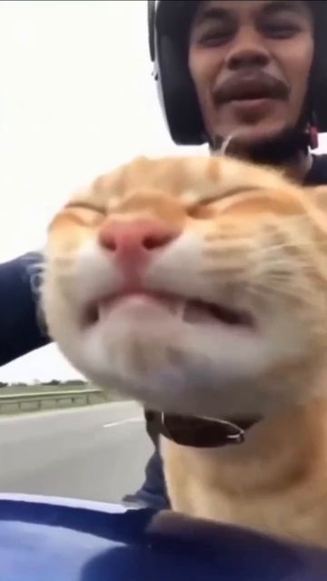 Ветер по морде, а мне нипочём. И мчимся мы ветру с тобой напролом!