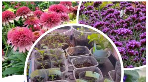 Обзор рассады цветов🌱🌸