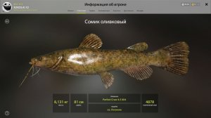 Русская рыбалка 4.Озеро Лосиное.Сом Оливковый на 8КГ