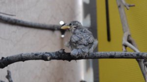 Воробей на балконе: Бруклин, Нью-Йорк