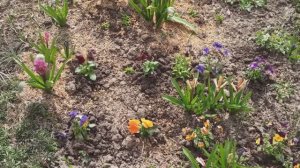 Весенняя красота! Цветут Морозники, Хохлатки, Гиацинты, Виолы....