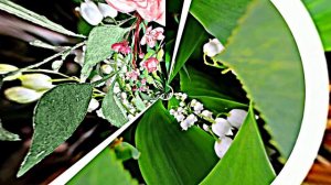 С Днём Рождения 6! Ландышевая Сказка от Киностудии Мудрого Кота Тимофея!!!