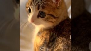 плейлист с meowl 😸