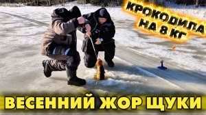 Щука на 8 килограмм! По реке ходила большая крокодила. Весенний щучий жор. Трофейная рыбалка.