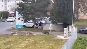 Природа Разбушевалась | Невероятные Встречи с Дикими Животными