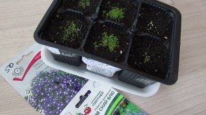 Всходы Лобелии через 7 дней от посева и разница простых семян от гранул