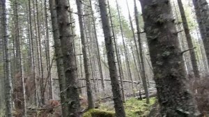 Глухарь слетел