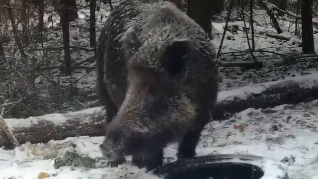 Big Boar On The Feeder