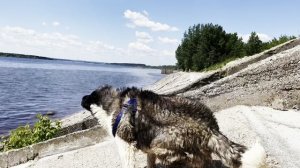 Американская Акита Баги